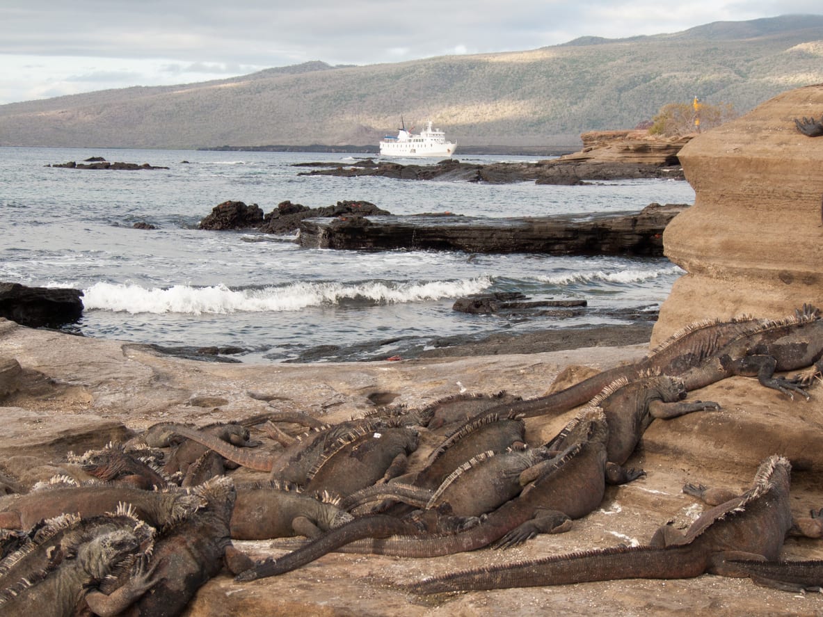 Galapagos Santiago island iguanas